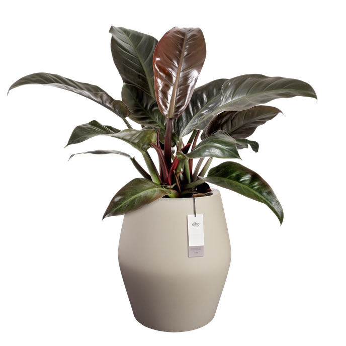 june split high 46cm greige